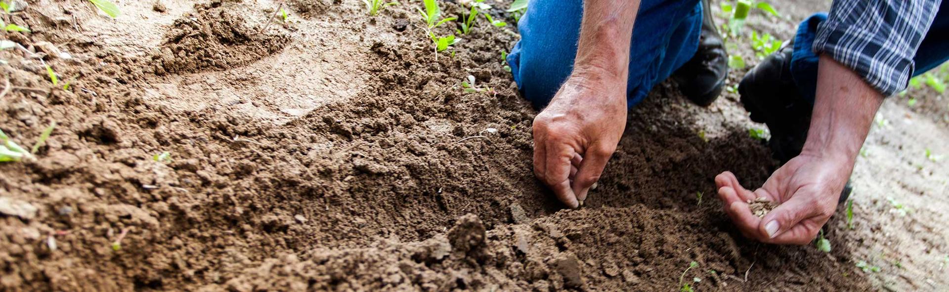 We Plant, God Grows